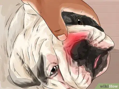 Image titled Clean a Bulldog's Face Folds Step 14