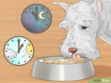 Image titled Care for Miniature Schnauzers Step 2