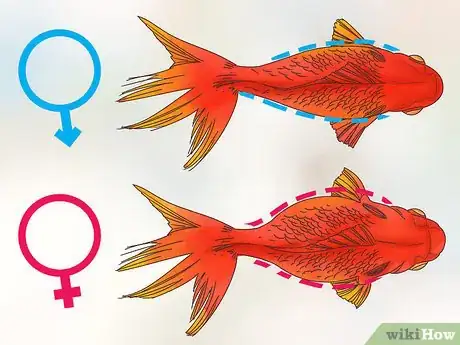 Image titled Tell if a Goldfish Is Pregnant Step 1