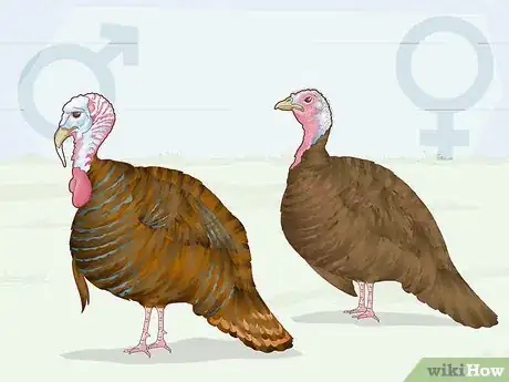 Image titled Sex Turkeys Step 2