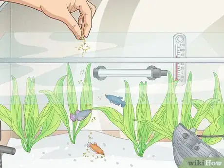 Image titled Keep Multiple Female Bettas in One Tank Step 4