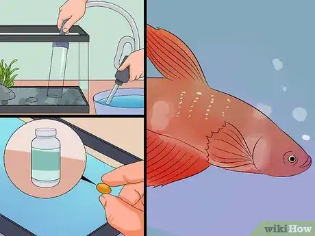 Image titled Save a Dying Betta Fish Step 5