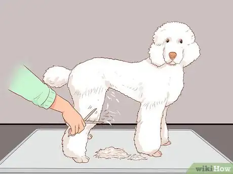 Image titled Full Scissor a Poodle by Hand Step 14