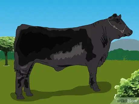 Image titled Tell the Difference Between Bulls, Cows, Steers and Heifers Step 3Bullet3