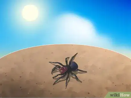 Image titled Identify a Mouse Spider Step 12