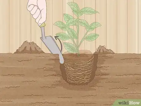 Image titled Plant Step 3