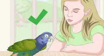Pet a Bird