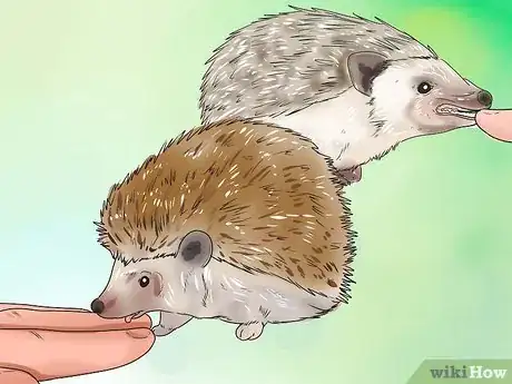 Image titled React when Your Hedgehog Bites You Step 11