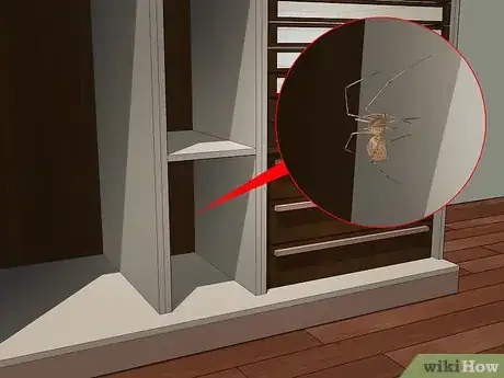 Image titled Identify a Spitting Spider Step 10