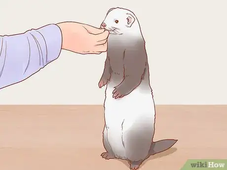 Image titled Train Your Ferrets to Do Tricks Step 11