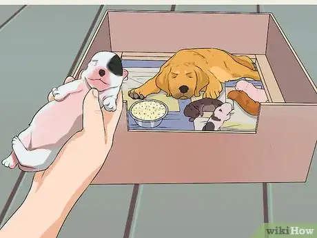 Image titled Clean a Mother Dog After She Gives Birth Step 5