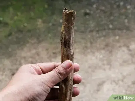 Image titled Make a Walking Stick Step 1