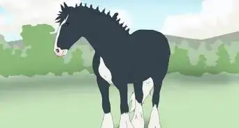 Choose the Right Breed of Horse for You