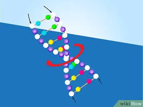 Image titled Make a Model of DNA Using Common Materials Step 20