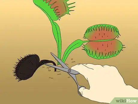 Image titled Care for Venus Fly Traps Step 22
