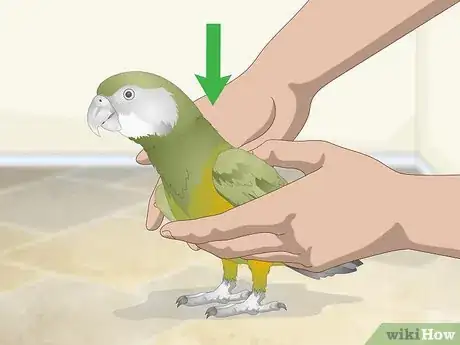 Image titled Apply Eye Drops in a Parrot's Eye Step 4