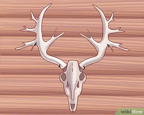 Image titled Score Deer Antlers Step 1