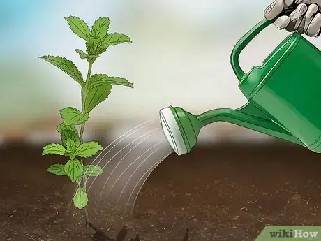 Image titled Grow Stevia Step 6