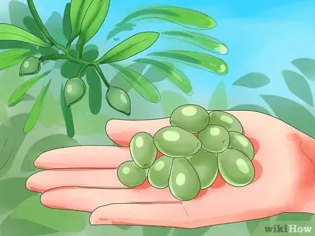 Image titled Cure Olives Step 1