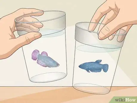 Image titled Keep Multiple Female Bettas in One Tank Step 1