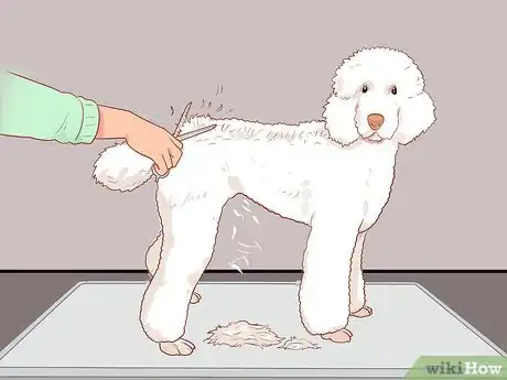 Image titled Full Scissor a Poodle by Hand Step 15