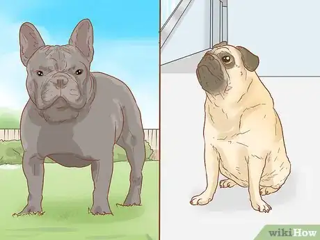 Image titled Identify a Pug Step 16