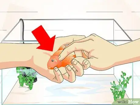 Image titled Cure Goldfish Ich Step 3