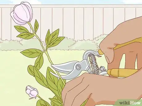Image titled Get Peonies to Bloom Step 9