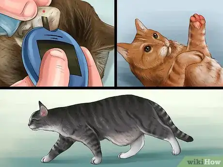 Image titled Give Steroids to Cats with Inflammation Step 7