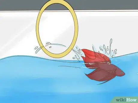 Image titled Play With Your Betta Fish Step 6
