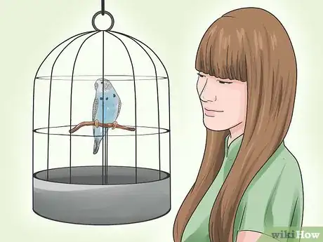 Image titled Identify Your Budgie's Gender Step 7