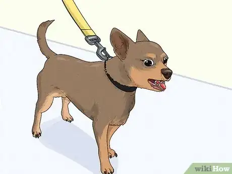 Image titled Identify a Chihuahua Step 10