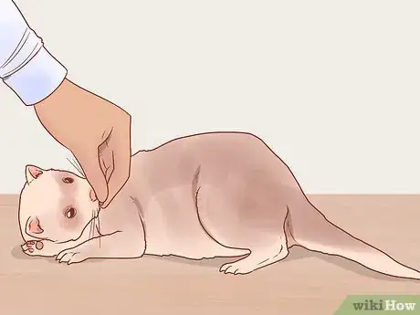 Image titled Train Your Ferrets to Do Tricks Step 18
