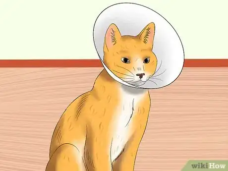 Image titled Tell if a Cat Is in Pain Step 12