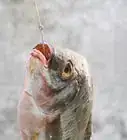 Fish (for Beginners)