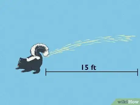 Image titled How Far Can a Skunk Spray Step 1