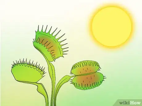 Image titled Care for Venus Fly Traps Step 15