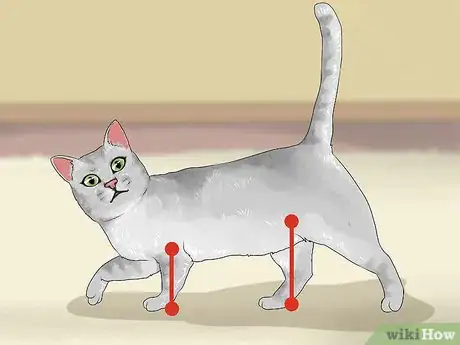 Image titled Identify a Burmilla Cat Step 7