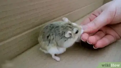 Image titled Play With a Hamster Step 3