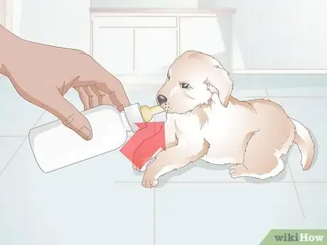 Image titled Feed Newborn Puppies Step 3