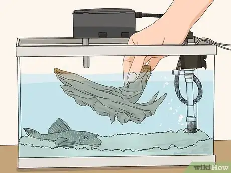 Image titled Feed a Pleco Step 1