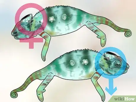 Image titled Tell if a Chameleon Is Male or Female Step 13