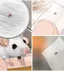 Get Rid of Mites on Pet Mice