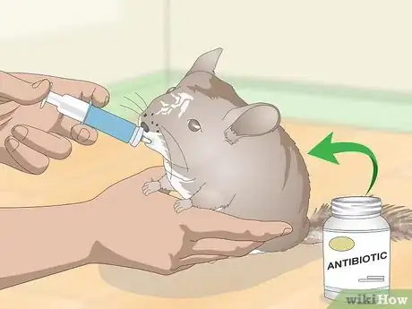 Image titled Deal with Bloat in Chinchillas Step 7