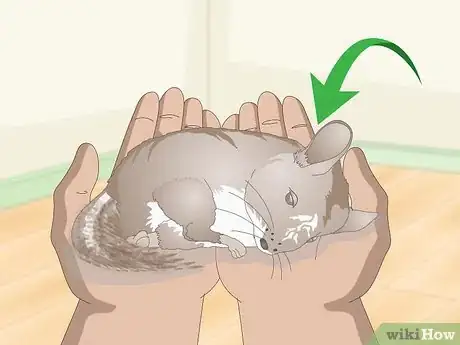 Image titled Deal with Bloat in Chinchillas Step 4