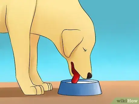 Image titled Treat Diabetes Insipidus in Dogs Step 1