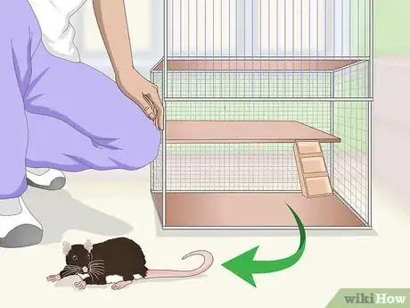 Image titled Keep a Pet Rat Happy by Itself Step 6