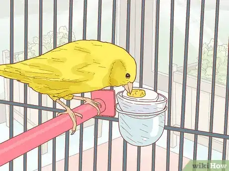 Image titled Care for Your Canary Step 8
