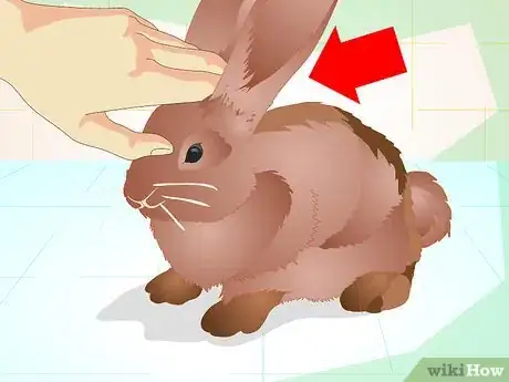 Image titled Make Your Bunny Come to You when You Open the Cage Step 9