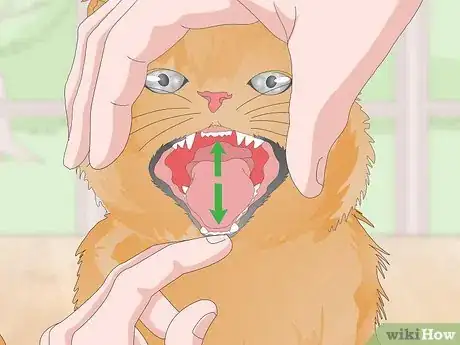 Image titled Treat Your Cat's Dental Problems Step 14